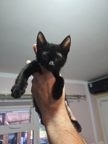 Sphynx cross tuxedo