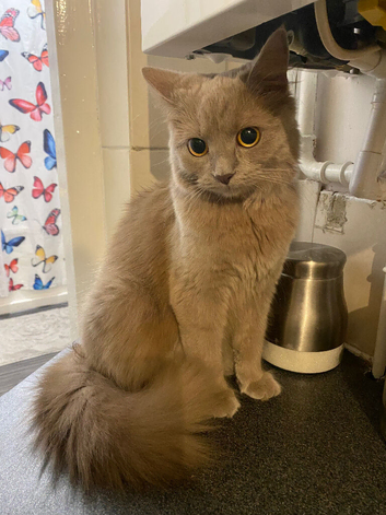 Lilac British longhair for sale