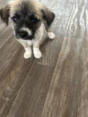 Maltipom/Jackchi mix