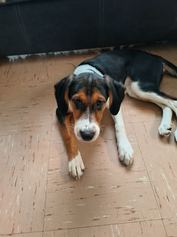 Puppies for sale