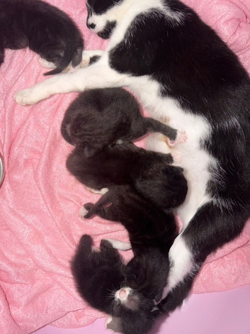 5 tuxedo kittens