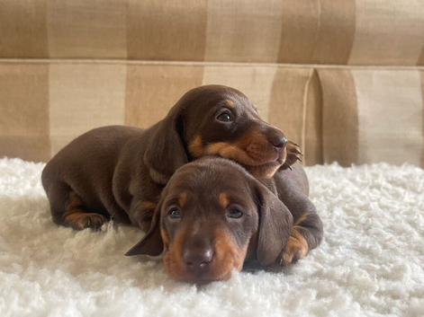 True chocolate miniature dachshunds