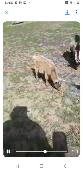 3 x female pygmy goats