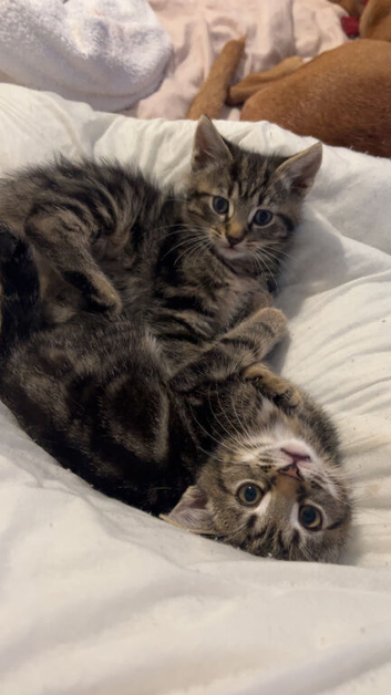 4 kittens two black boys and two tabby girls