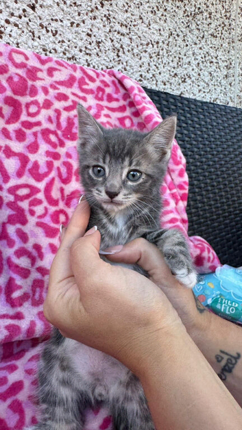 Kittens