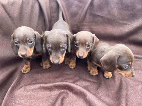 Adorable Miniature Dachshund puppies