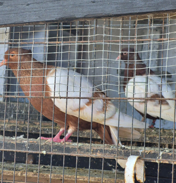 Archangel pigeons pairs and youngsters
