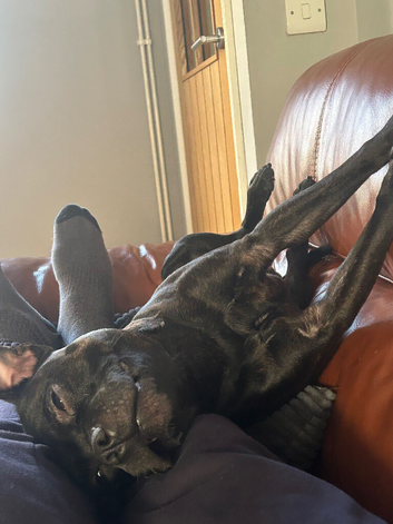 2 years & 11 months old male staffie full KC reg / black/ brindle/ full house trained good with all dogs / needs rehoming asap