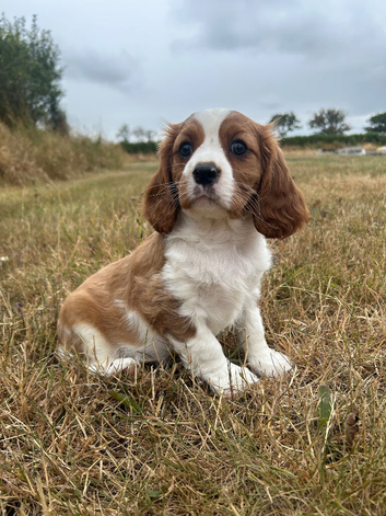 Gorgeous DNA tested clear female Cavalier