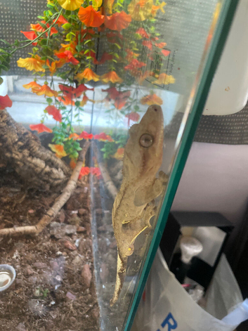 PROVEN BREEDING PAIR + 2 BABIES + FULL EXO TERRA SETUP