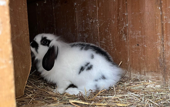Baby rabbits for sale