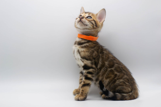 Stunning TICA Registered Bengal Kittens
