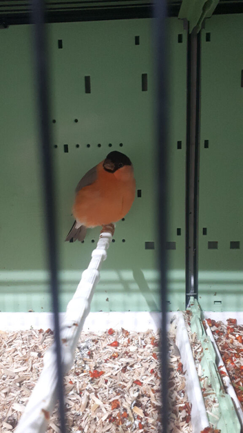 Trio siberian bullfinches.