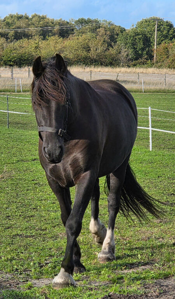 Welsh Section D Gelding 14.3hh