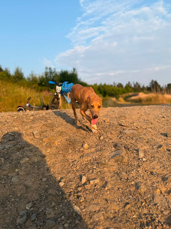 collie bull whipit greyhound