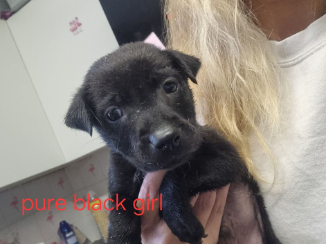 Cocker spaniel x shar pei