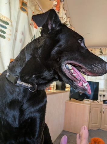 Labradoolie  (chrunchy)