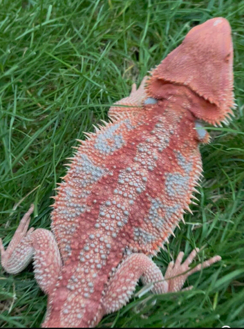 Red Monster Trans Dunner Hypo Blue Bar Dunner Genetic Stripe Zero Bearded Dragons LICENSED BREEDER