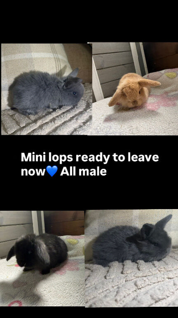 Mini lops
