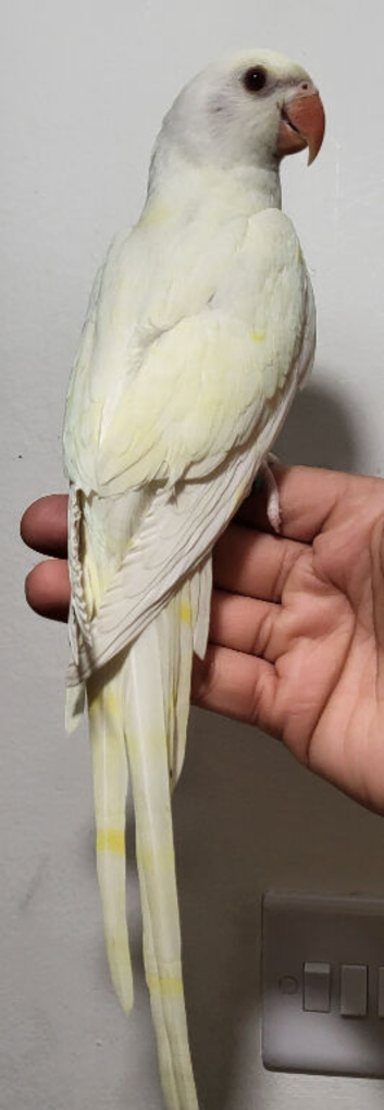 Beautiful tame Handreared Rare Creamino Baby Ringneck Talking Parrot