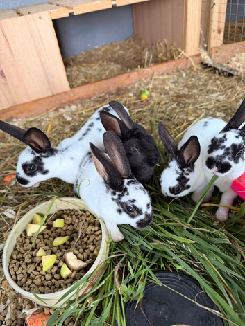 Rex rabbits