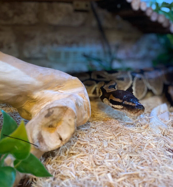 Male royal Python