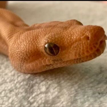 Sunset blood male