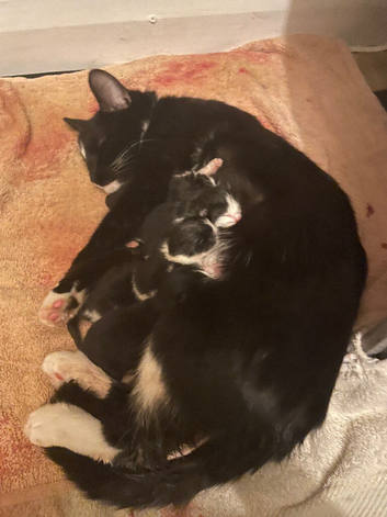 4 beautiful kittens boys and girls