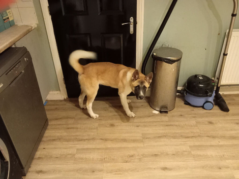 Akita pup for sale