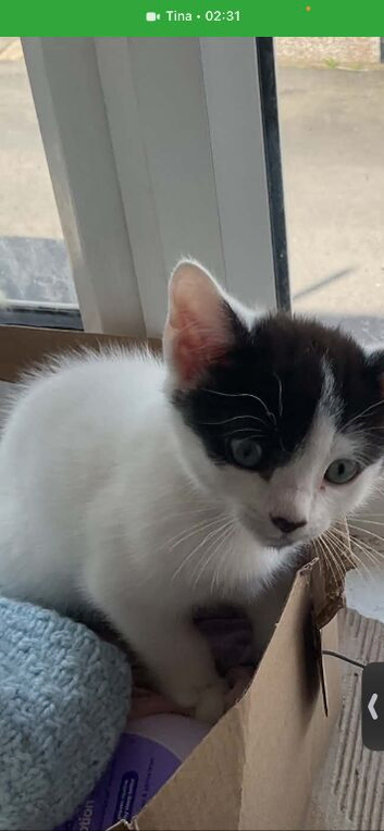 2 beautiful kittens