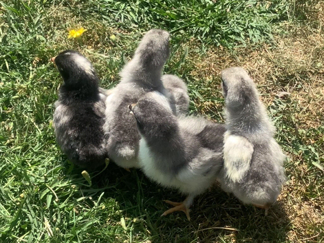 Olive Egger 3 day old chicks