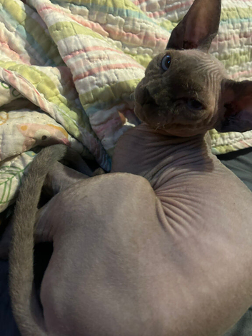 9 month old male spynx 500