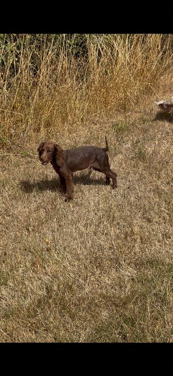 cocker spaniel puppies