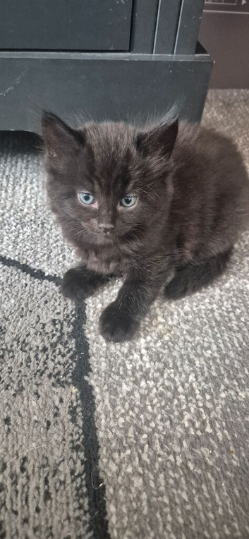 Black fluffy kitten