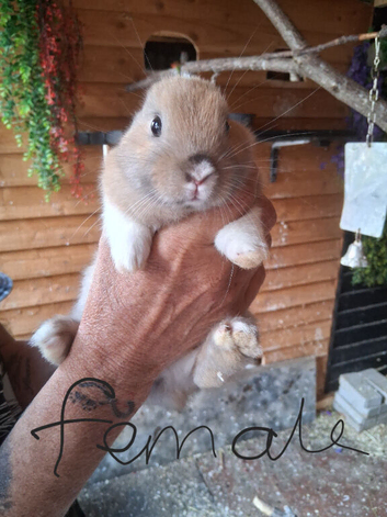 8 baby bunnies