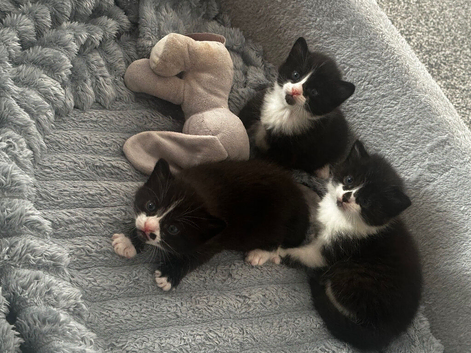 Kittens