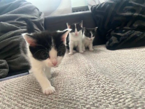 Kittens for sale