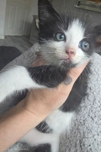 Male kitten