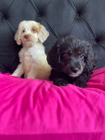 F1 cockapoo puppies