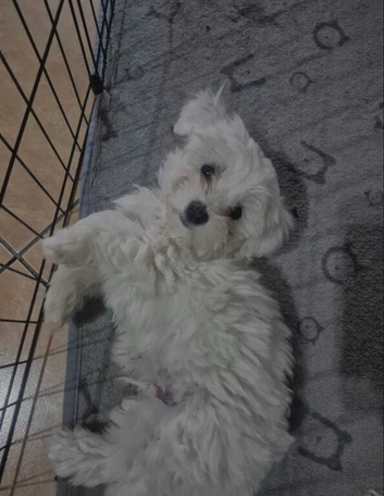 Maltese boy 4 months