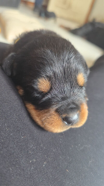 Rottweiler puppies