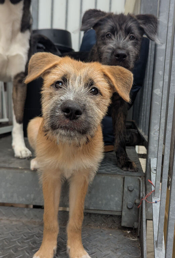 Meet Our Gorgeous Gaelic Bear Princess!