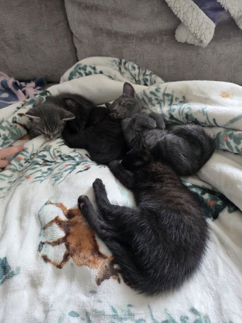 Siamese x kittens available