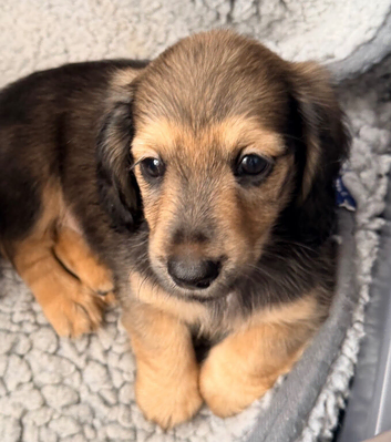 beautiful miniature long hair dachshunds puppies