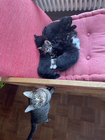 Cute kittens ready now!