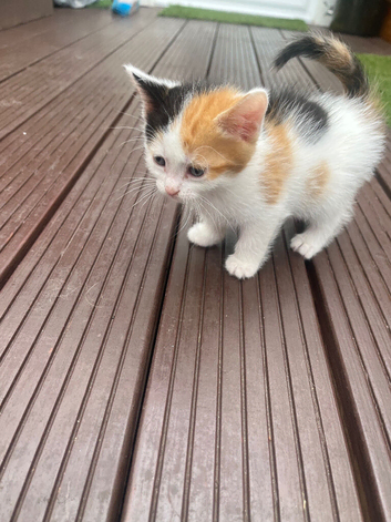 Kittens