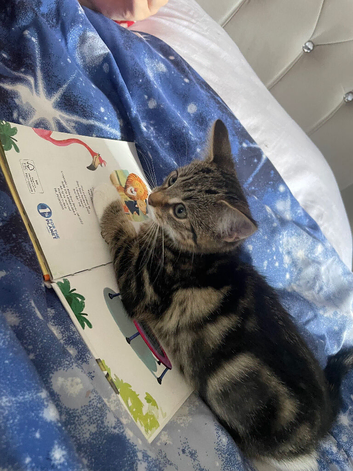 10week old male kitten