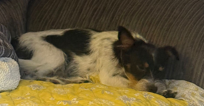 1 year old biewer terrier