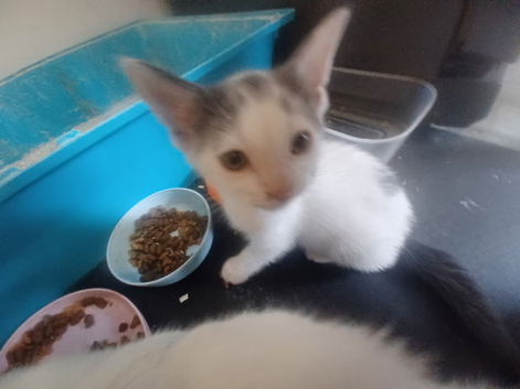 Kittens ready now grey maincoon cross