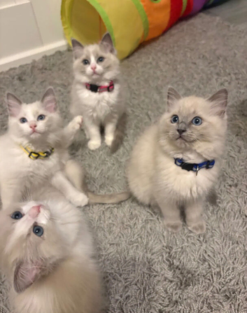 5 Pure Ragdoll Kittens available for sale